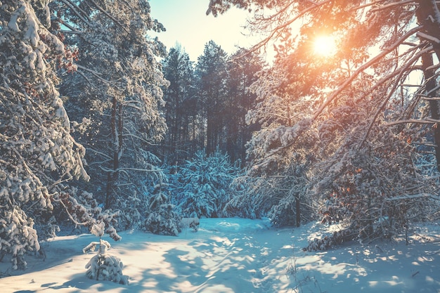 Besneeuwd bos op een zonnige winterdag Pijnbomen bedekt met sneeuw Winter natuur