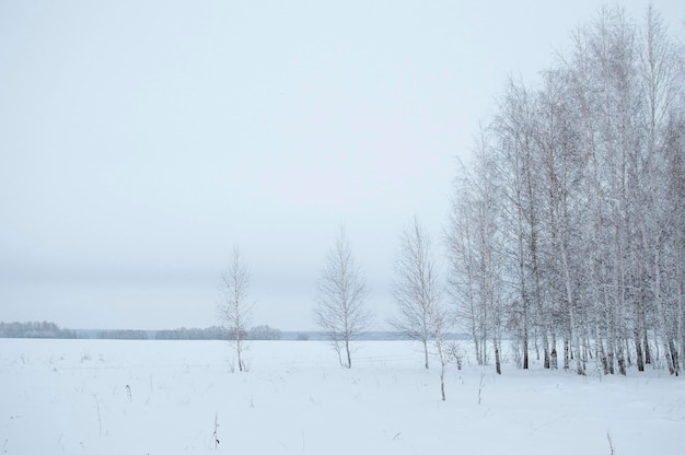 Besneeuwd landschap in Rusland Berken bedekt met sneeuw op ijzige avond Prachtig winterpanorama Fantastische winterachtergrond Besneeuwde bomen in winterbos met een weg