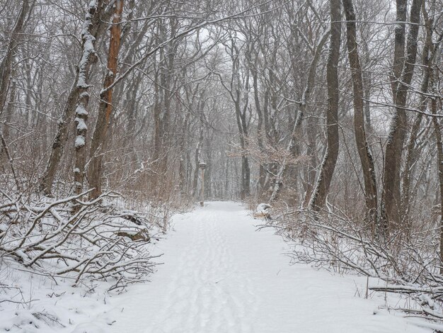 besneeuwd pad in het winterbos