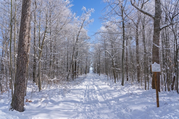 Besneeuwd winterbos in jena, thüringen, duitsland