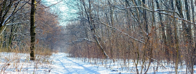 Besneeuwd winterbos met kale bomen bij zonnig weer, panorama