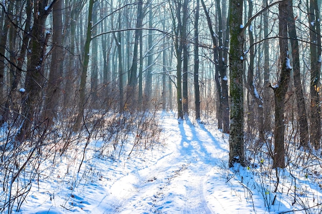 Besneeuwd winterbos met kale bomen bij zonnig weer, panorama