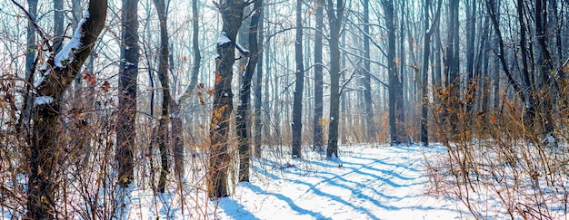 Besneeuwd winterbos met kale bomen bij zonnig weer, panorama