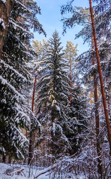 Besneeuwd winterbos op een zonnige dag besneeuwde sparren en dennen op een achtergrond van blauwe lucht