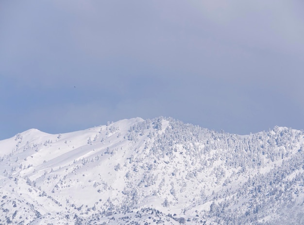 Besneeuwde bergen en bossen tegen de blauwe lucht in Griekenland