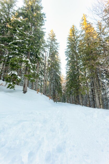 Besneeuwde bergpad met besneeuwde bomen