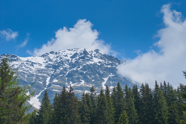 Besneeuwde bergtop en groenblijvende sparren