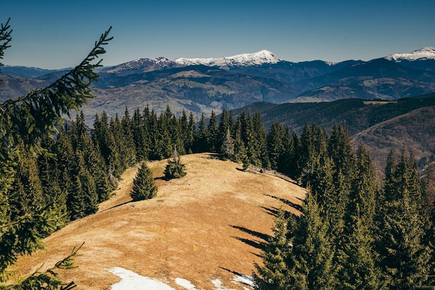 Besneeuwde bergweide onder naaldbos lente winter