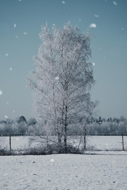 Besneeuwde berkenboom op een winters veld Vorst vormt ijskristallen op de takken