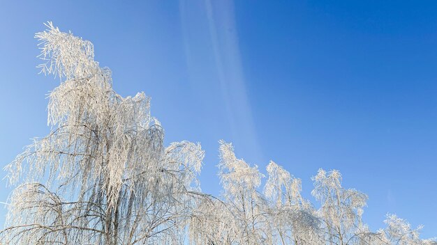 Besneeuwde bevroren bomen tegen de blauwe lucht