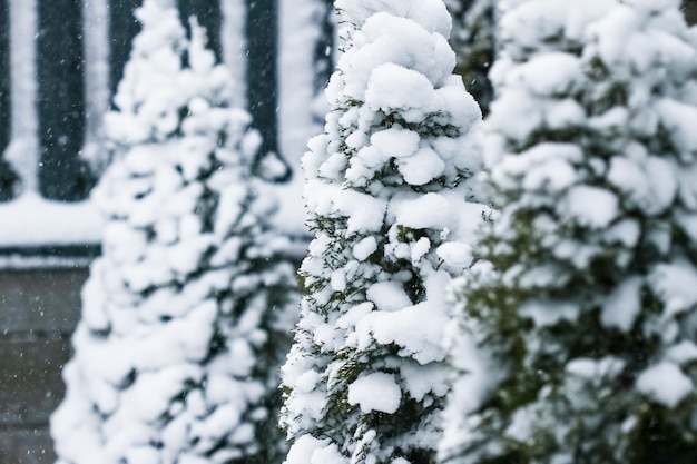 Besneeuwde bomen in bos winter natuur en vakantieseizoen