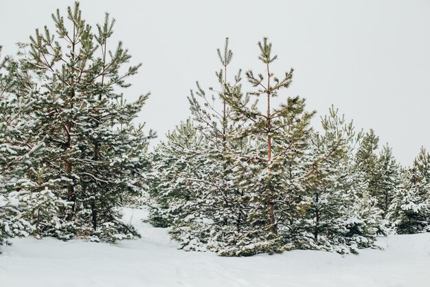 Besneeuwde bomen in de winter in het bos