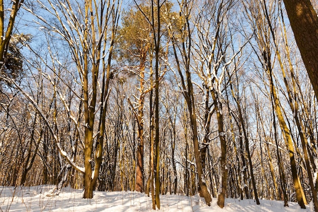 Besneeuwde bomen in de winter, loofbomen zonder gebladerte bedekt met sneeuw in de winter