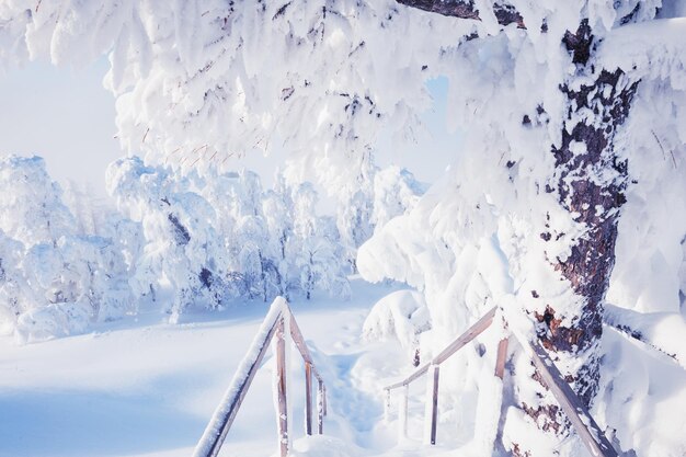 Besneeuwde bomen in een bos na sneeuwval. Prachtig winterlandschap.