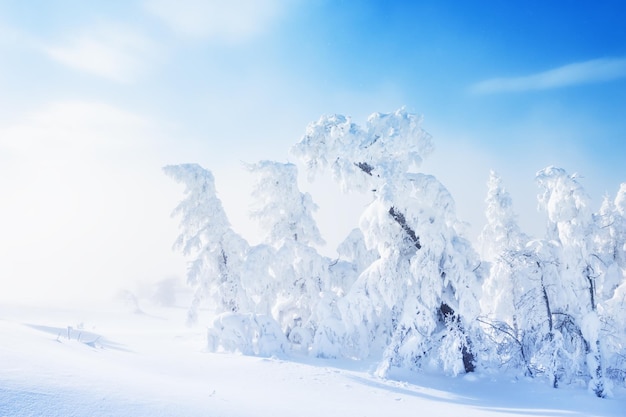 Besneeuwde bomen in een bos na sneeuwval. Prachtig winterlandschap.