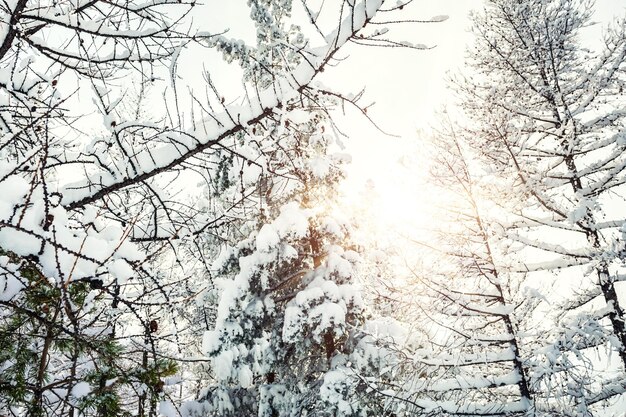 Besneeuwde bomen in het bos bij zonsondergang. Prachtig winterlandschap.