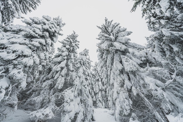 Foto besneeuwde bomen in het bos