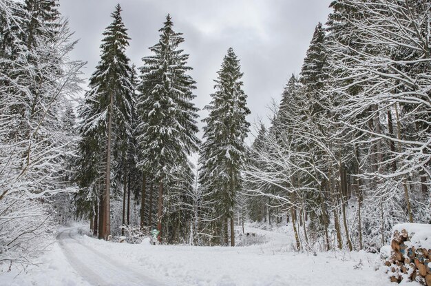 besneeuwde bomen in het bos