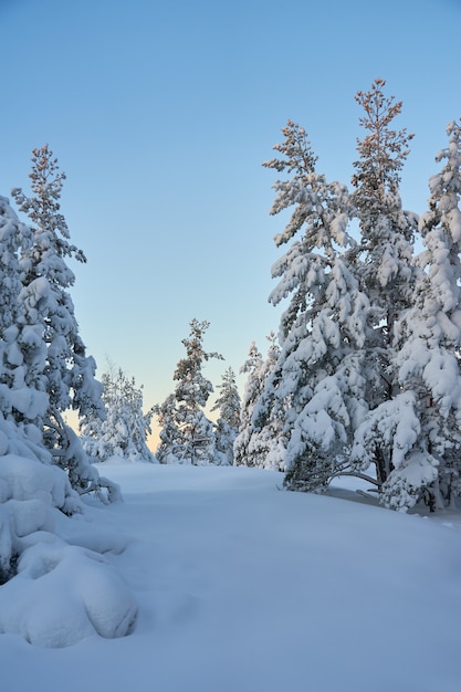 Besneeuwde bomen in het winterbos bij zonsondergang. Kopieer ruimte.