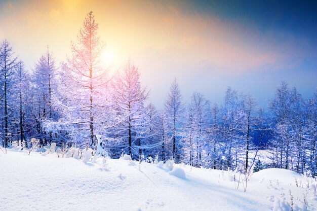 Besneeuwde bomen in het winterbos bij zonsondergang. Prachtig winterlandschap.