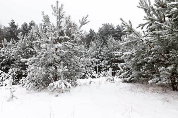 Besneeuwde bomen in het winterseizoen, wintermaanden na en tijdens sneeuwval in het bos en in de natuur
