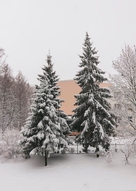 Besneeuwde bomen in stadspark