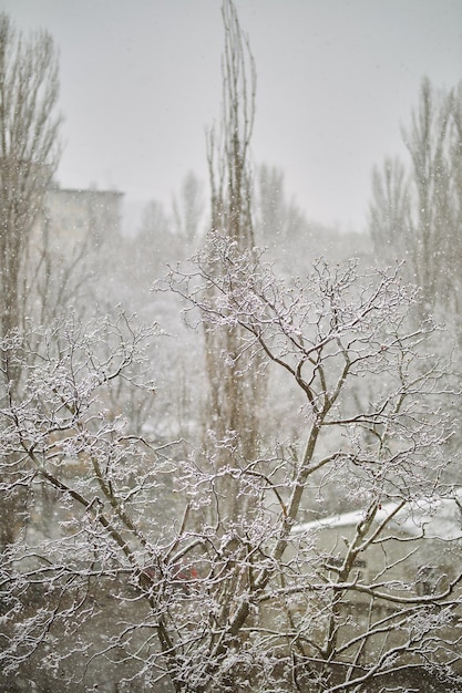 besneeuwde bomen sneeuw op de bomen sneeuw op boomtakken sneeuw in de lente