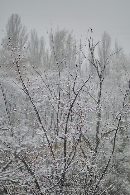 besneeuwde bomen sneeuw op de bomen sneeuw op boomtakken sneeuw in de lente