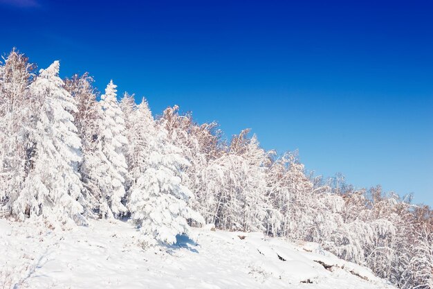 Besneeuwde bomen tegen de blauwe lucht. Prachtig winterlandschap