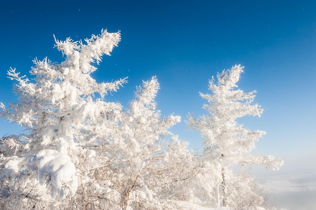 Besneeuwde bomen tegen de blauwe lucht. Prachtig winterlandschap