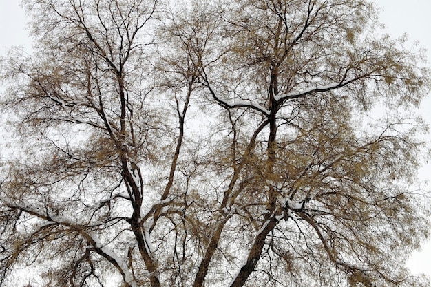 Besneeuwde boom op winterdag