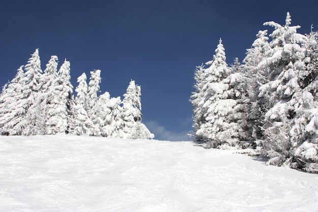 Besneeuwde boom