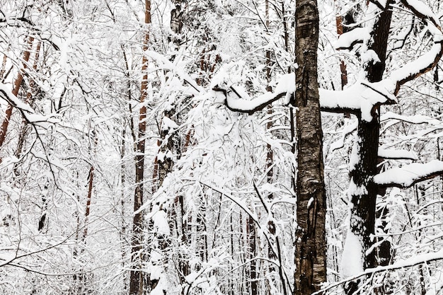 Besneeuwde boomstammen in winterbos