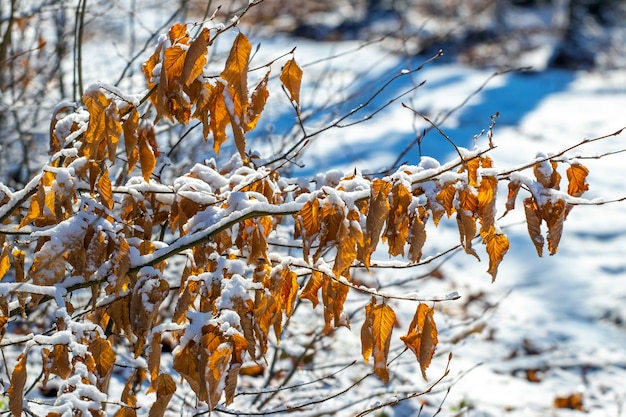 Besneeuwde boomtak met droge bladeren in het bos op een zonnige dag