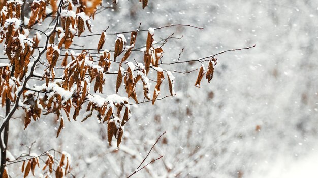 Besneeuwde boomtak met droge bladeren in het winterbos