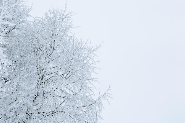 Besneeuwde boomtakken en een plek voor uw tekst