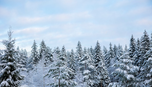 Besneeuwde boomtoppen en hemel met cirruswolken op zonnige ijzige dag.