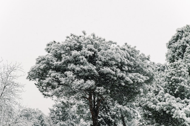 Besneeuwde boomtoppen met takken bedekt met sneeuw op de achtergrond van residentiële flatgebouw in de stad in de winter