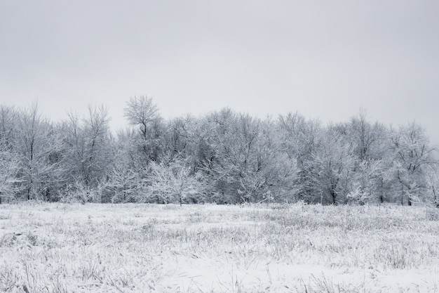 Besneeuwde bos. Met sneeuw bedekte bomen. Het dichte bos onder de sneeuw.