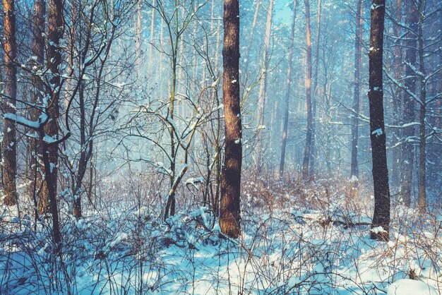 Besneeuwde bos op een zonnige winterdag. Winterse natuur. Kerst achtergrond