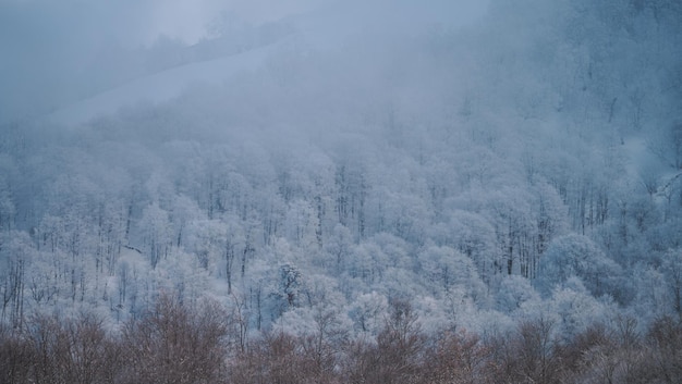 besneeuwde bos