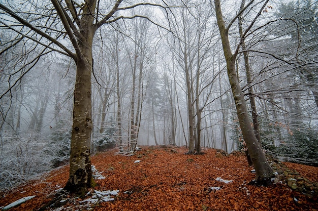 besneeuwde bos