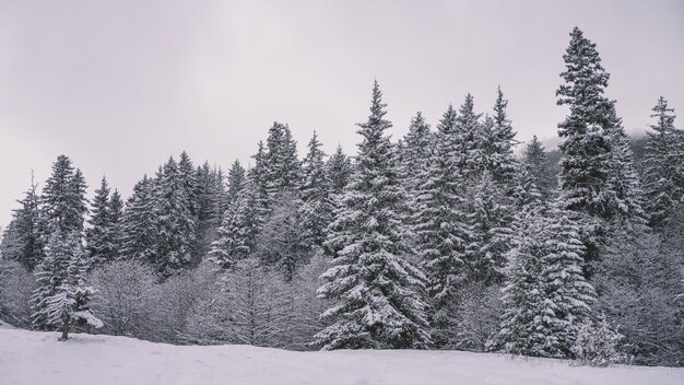 Besneeuwde bossen - Besneeuwde bossen