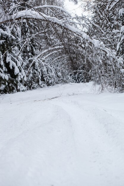 Besneeuwde bosweg met bomen die onder het gewicht van sneeuw doorzakken en natuurlijke bogen boven de weg creëren. Winter natuur achtergrond. Concept van winter natuur voor design.