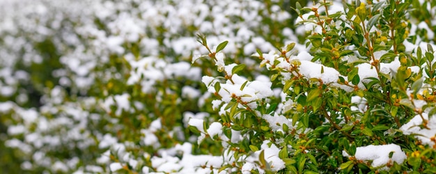 Besneeuwde buxusstruik met groene bladeren, buxus in de winter