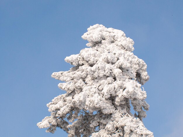 besneeuwde dennen tegen de blauwe lucht