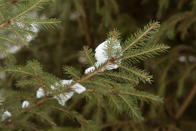 besneeuwde dennenboomtak in bos