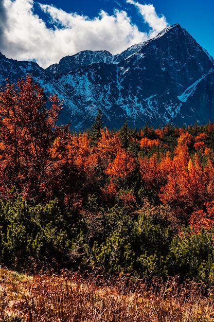 Besneeuwde Hoge Tatra met kleurrijke herfstbomen Wandelen van zelene meer naar cottage plesnivec in de buurt van Belianske Tatry berg Slowakije