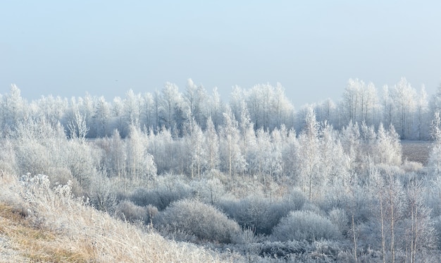 Besneeuwde ijzige ochtend in het bos en stralende witte vorst en overal een stilte