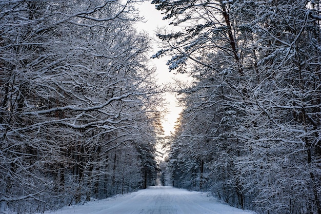 Besneeuwde landschap, landelijke weg in een bos. Overal sneeuw. Wintersneeuw bedekt het landschap.